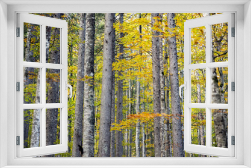 Fototapeta Naklejka Na Ścianę Okno 3D - Autumn Forest Colours and Mood Background