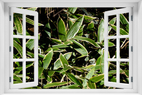 Fototapeta Naklejka Na Ścianę Okno 3D - 笹の葉