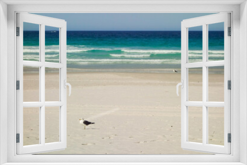 Fototapeta Naklejka Na Ścianę Okno 3D - seagulls on sand in tropical summer paradise beach