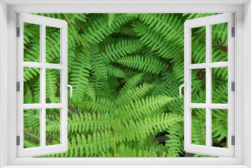 Fototapeta Naklejka Na Ścianę Okno 3D - Close-up of the green foliage of the fern.