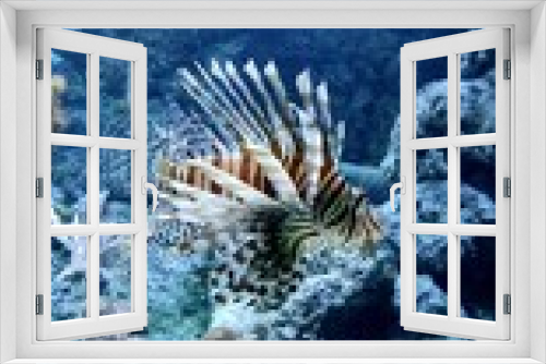 Fototapeta Naklejka Na Ścianę Okno 3D - fish in aquarium