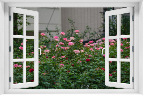 Fototapeta Naklejka Na Ścianę Okno 3D - 東京赤坂氷川公園の薔薇たち