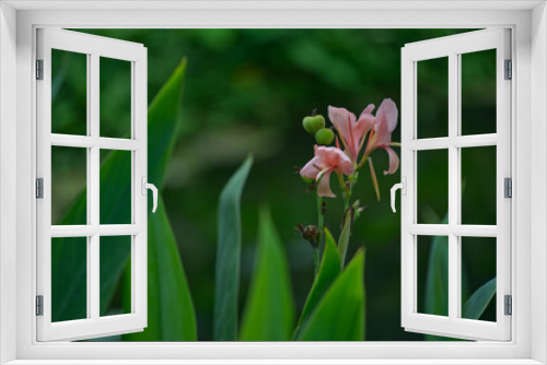 Fototapeta Naklejka Na Ścianę Okno 3D - Beautiful pink ginger flower with blur green background