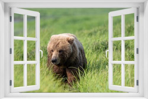 Fototapeta Naklejka Na Ścianę Okno 3D - Face of Alaskan Brown bear