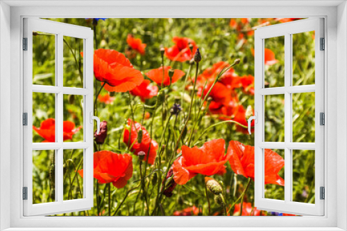 Fototapeta Naklejka Na Ścianę Okno 3D - Piękne, kolorowe polne kwiaty, maki i chabry na tle niebieskiego nieba