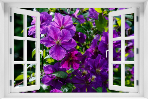 Fototapeta Naklejka Na Ścianę Okno 3D - Purple inflorescences of perennial vines of clematis in the garden. Growing clematis. Blooming clematis