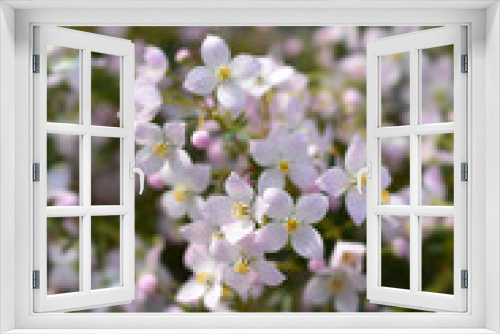 Fototapeta Naklejka Na Ścianę Okno 3D - Narrow-leaved boronia Pink Star