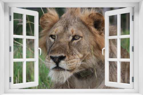 Fototapeta Naklejka Na Ścianę Okno 3D - lion picture; Lion with a GPS collar; big male lion in the wild; lion side view; male lion looking; maneless lion; lion with mane; wild lion; Male lion from Murchison National Park, Uganda; Science	