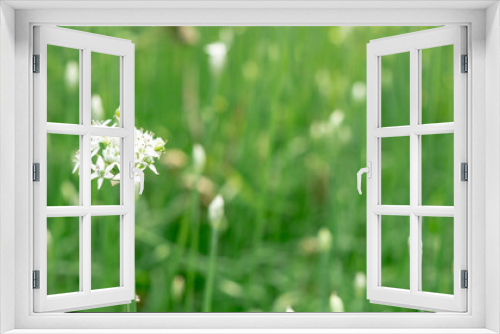 Fototapeta Naklejka Na Ścianę Okno 3D - White flowers in the meadow red floral background