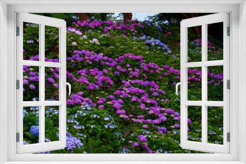 Fototapeta Naklejka Na Ścianę Okno 3D - 夕日で映える綺麗な紫陽花