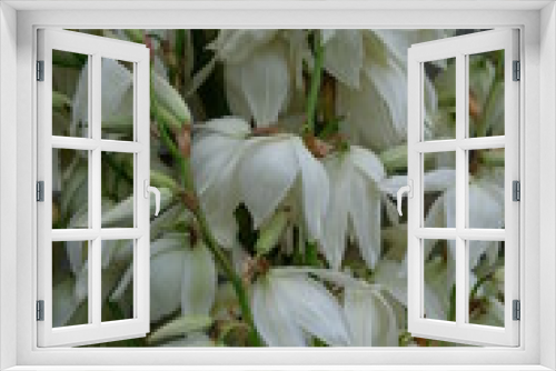 Fototapeta Naklejka Na Ścianę Okno 3D - FU 2021-06-30 Flower 19 An der Pflanze wachsen viele weiße Blüten