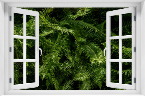 Fototapeta Naklejka Na Ścianę Okno 3D - Leaves in the Asian evergreen forest, in the tropical forest, middle line 0 formula