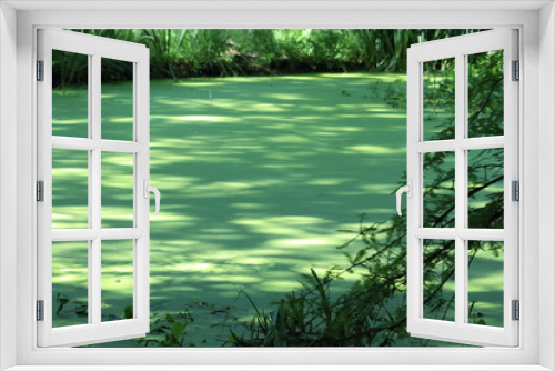 Fototapeta Naklejka Na Ścianę Okno 3D - grüner Sumpf Teich