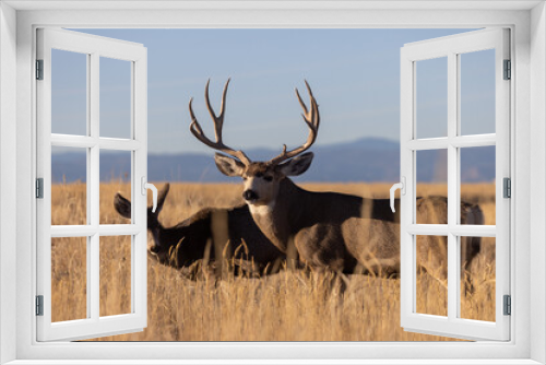 Fototapeta Naklejka Na Ścianę Okno 3D - Mule Deer Buck and Doe During the Fall Rut in Colorado