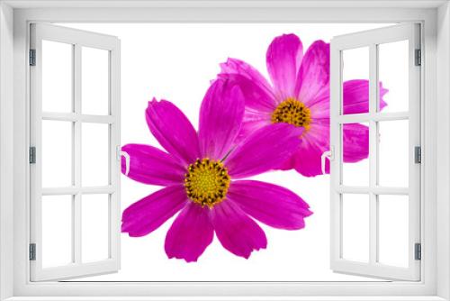 Fototapeta Naklejka Na Ścianę Okno 3D - cosmea flower isolated