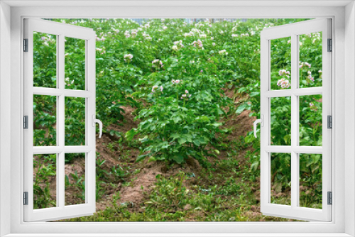 Fototapeta Naklejka Na Ścianę Okno 3D - View of flowering potato bushes in the field.