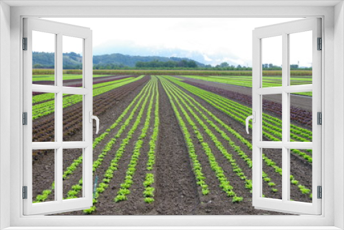 Fototapeta Naklejka Na Ścianę Okno 3D - plantation de salades