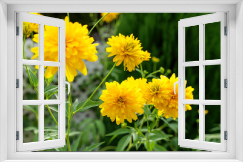 Fototapeta Naklejka Na Ścianę Okno 3D - Blooming Rudbeckia laciniata, or golden balls in the garden close-up. High quality photo