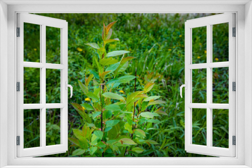 Fototapeta Naklejka Na Ścianę Okno 3D - beautiful plant in the woods