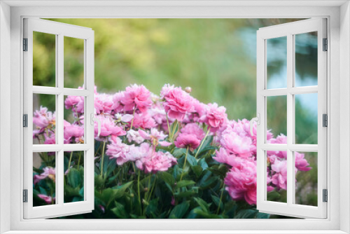 Fototapeta Naklejka Na Ścianę Okno 3D - Natural floral background of pink peonies flowers
