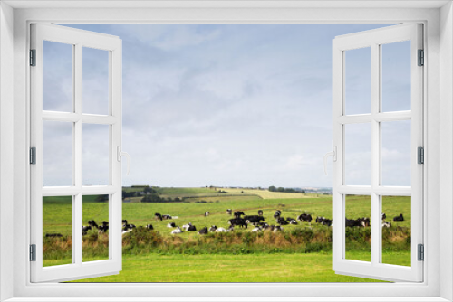 Fototapeta Naklejka Na Ścianę Okno 3D - Irlande, Kinsale, Vaches