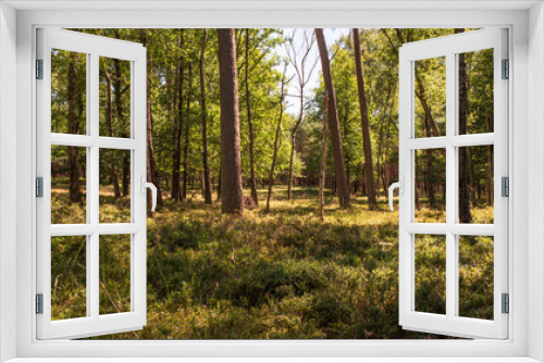Fototapeta Naklejka Na Ścianę Okno 3D - Forest in the morning