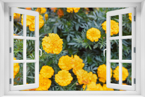 Fototapeta Naklejka Na Ścianę Okno 3D - Orange tagetes or Marigold flowers. Floral background. Selective focus