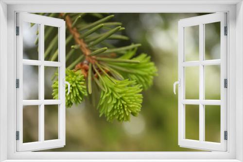 Fototapeta Naklejka Na Ścianę Okno 3D - Beautiful branch of coniferous tree, closeup view