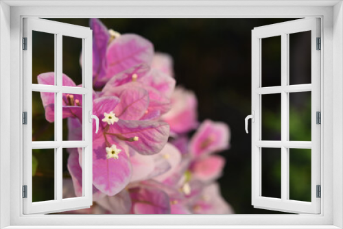 Fototapeta Naklejka Na Ścianę Okno 3D - pink bougainvillea flowers and pollen with blurred background .