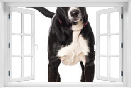 Fototapeta Naklejka Na Ścianę Okno 3D - Mixed breed dog standing isolated on white background