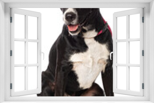 Fototapeta Naklejka Na Ścianę Okno 3D - Mixed breed dog on white background