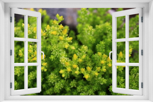 Fototapeta Naklejka Na Ścianę Okno 3D - rozchodnik ostry Yellow Queen sedum acre