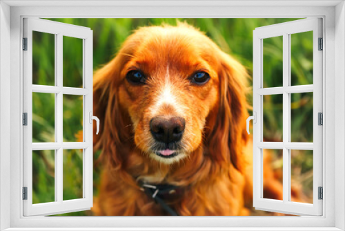 Fototapeta Naklejka Na Ścianę Okno 3D - Defocus orange dog. Portrait closeup spaniel. Happy red cocker spaniel puppy portrait outdoors in summer. Spaniel walking outside in field. Face dog. Out of focus
