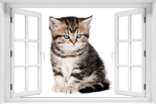 Fototapeta Naklejka Na Ścianę Okno 3D - little brown kitten with blue eyes isolated