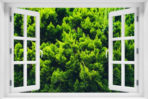 Fototapeta Naklejka Na Ścianę Okno 3D - Selective focus picture of Sabina chinensis,Cypress
