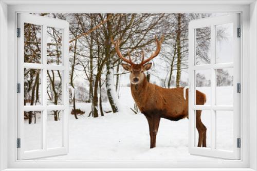 Fototapeta Naklejka Na Ścianę Okno 3D - Rothirsch / Red deer / Cervus elaphus