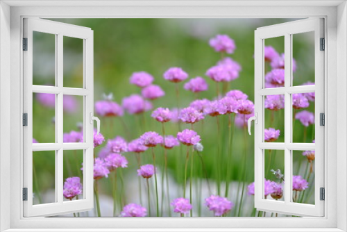 Fototapeta Naklejka Na Ścianę Okno 3D - Fleurs roses