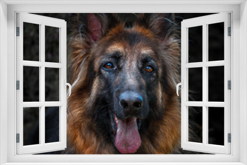 Fototapeta Naklejka Na Ścianę Okno 3D - German Shepherd Dog