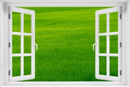 Fototapeta Naklejka Na Ścianę Okno 3D - Rice plantation. Green rice paddy field. Organic rice farm. Rice growing agriculture. Green paddy field. Fullframe of green grass  in agriculture field. Farm land. Land plot. Asian staple food.