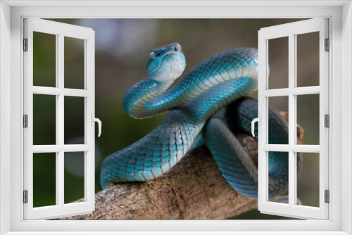 Fototapeta Naklejka Na Ścianę Okno 3D - Blue viper snake on branch, viper snake, blue insularis, Trimeresurus Insularis