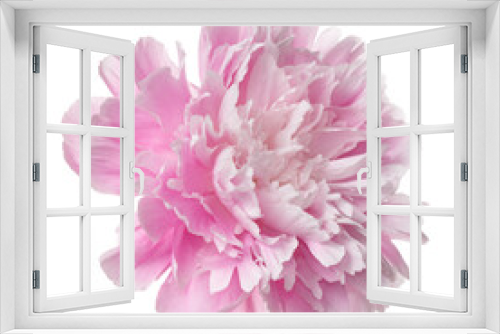 Fototapeta Naklejka Na Ścianę Okno 3D - Pink peony flower isolated on white background.