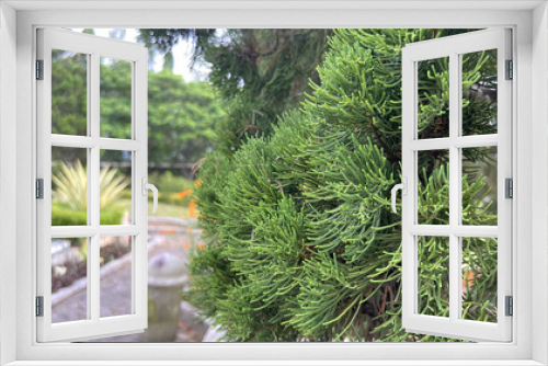 Fototapeta Naklejka Na Ścianę Okno 3D - green fern in the garden