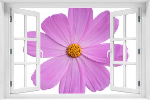 Fototapeta Naklejka Na Ścianę Okno 3D - Cosmos flower Isolated on transparent background - PNG format.