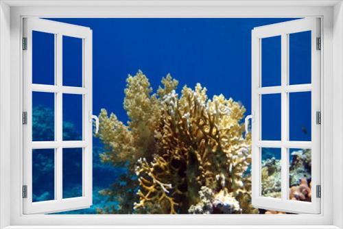 Fototapeta Naklejka Na Ścianę Okno 3D - Beautiful coral reefs of the Red Sea.