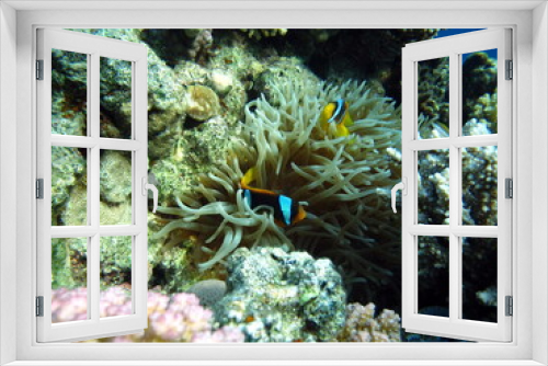 Fototapeta Naklejka Na Ścianę Okno 3D - Clown fish amphiprion (Amphiprioninae). Red sea clown fish. Nemo .