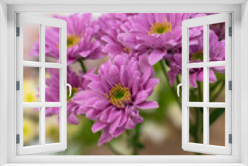 Fototapeta Naklejka Na Ścianę Okno 3D - pink chrysanthemum in a pot