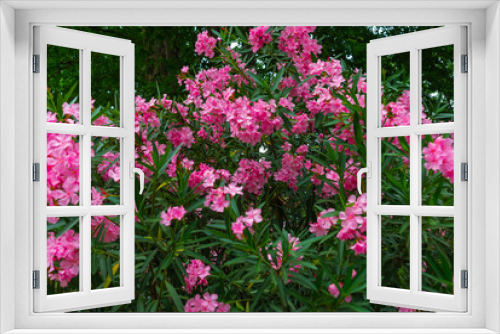 Fototapeta Naklejka Na Ścianę Okno 3D - TBILISI, GEORGIA: Beautiful pink flowers in Leonidze Park