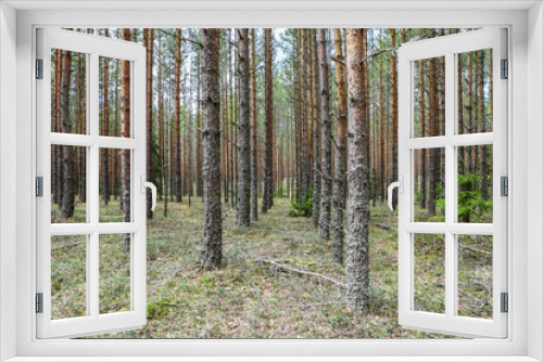 Fototapeta Naklejka Na Ścianę Okno 3D - Perfect rows of trees in the pine forest