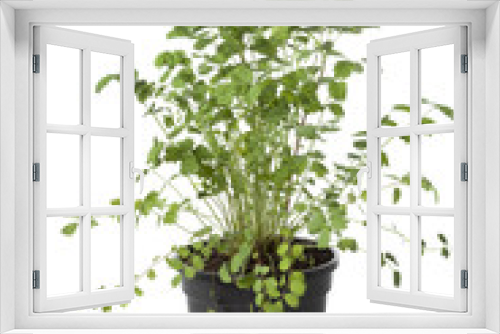 Fototapeta Naklejka Na Ścianę Okno 3D - Pot with Small burnet plant