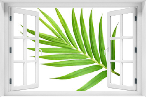 Fototapeta Naklejka Na Ścianę Okno 3D - green leaf of palm tree isolated on transparent background png file